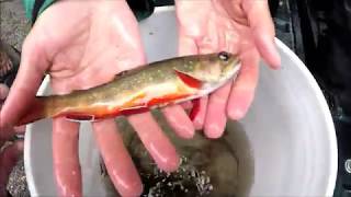 Wild Brook Trout Introduction on Passage Creek