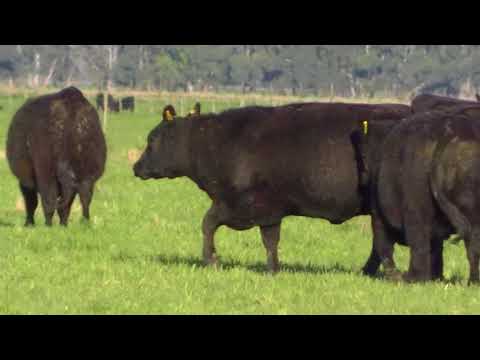 Vaquillonas PC Preñadas