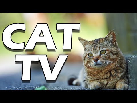 LONGEST EVER Music for Cats - 2 Hour Relaxation Lullaby! 🎵🐱
