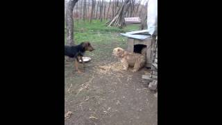 Download lagu Bubi vs qeni mp3 Download lagu Bubi vs qeni mp3