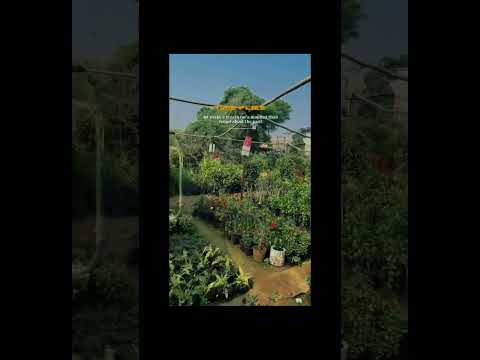 Where flowers speak louder than words. 🌷🪴 YouTubeShorts#VlogLife#AestheticVibes#DailyVibe