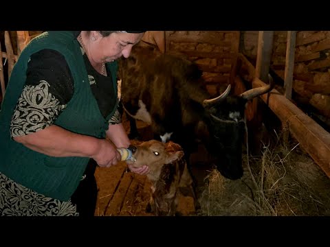 GRANDMOTHER'S COW WAS BORN - HAVE YOU SEEN THE BIRTH OF A CALF?