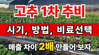 고추 1차 추비할 때 포대 뒷면에서 '이 글자' 없으면 올해 매출 반토막 납니다.