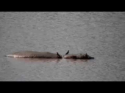 Djuma: Hippo in the dam with Oxpeckers on it - 10:35 - 09/13/21