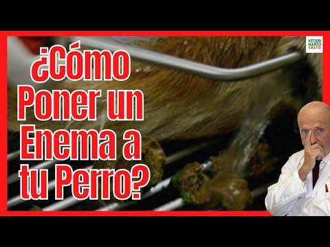 🌀 HOW TO MAKE AND APPLY A HOMEMADE LAXATIVE ENEMA FOR CONSTIPATED DOGS? 🌀