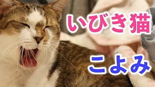 猫を甘やかしたらブゥブゥいびきかいて寝やがった！