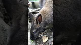 ワラビー近すぎて怖かった@動物園#shorts #ショート