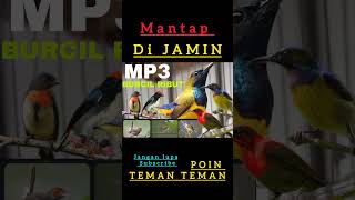 Download lagu suara ribut burcil untuk pikat burung kecil dan burung lain nya #kicaumania #viralshort mp3 Download lagu suara ribut burcil untuk pikat burung kecil dan burung lain nya #kicaumania #viralshort mp3