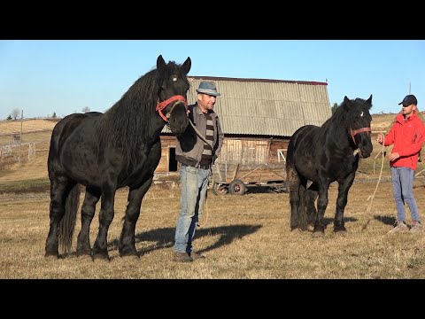 Armasarii lui Cipri de la Marisel, Cluj - 2019 Nou!!!