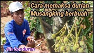 Download lagu Cara memaksa durian musangking cepat berbuah mp3