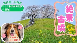 【シェルティ】桜の絶景に大興奮…春の古墳散歩🌸