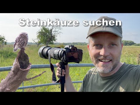 Tiere fotografieren – Steinkauz finden