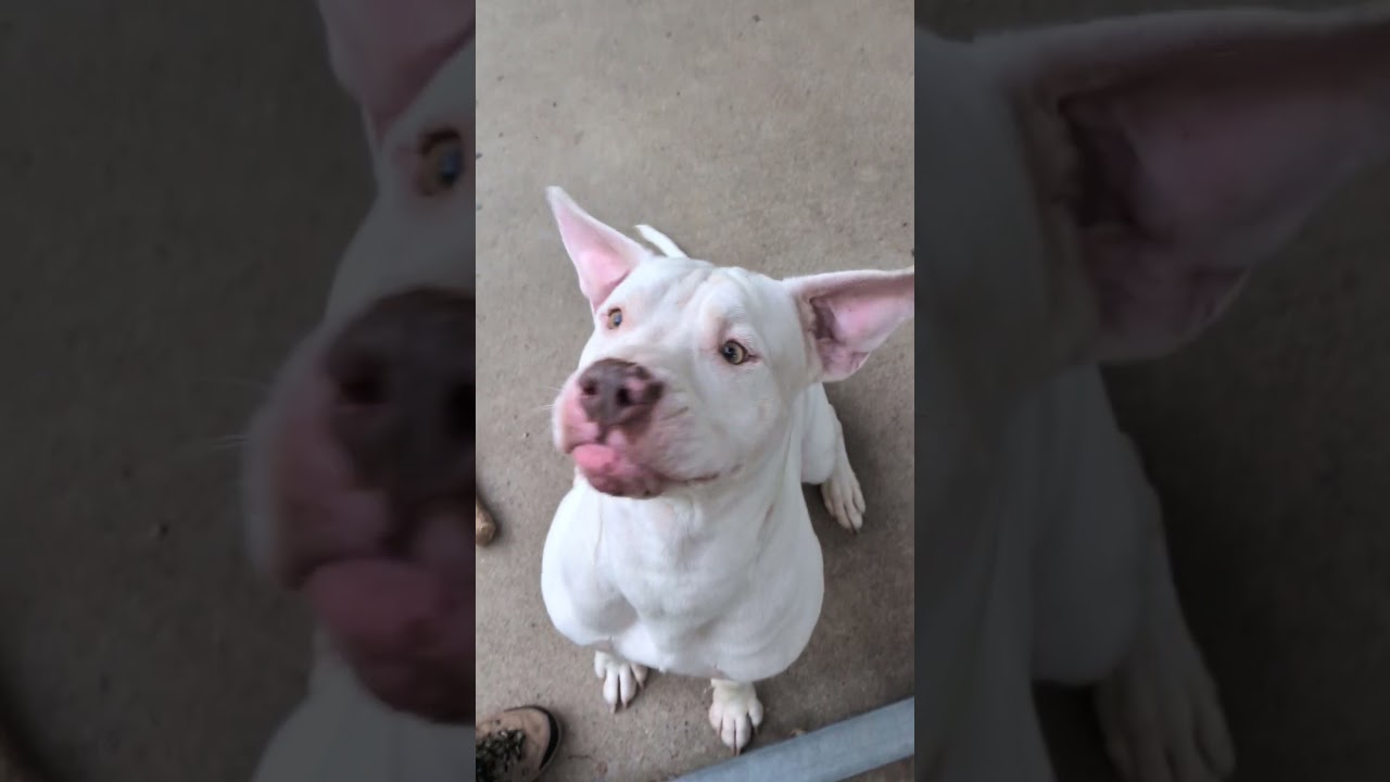 Enlarge Kylo, a Adoptable mixed breed in Mount Carmel, IL video 6/6