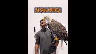 ハクトウワシって、獰猛な獣じゃないの？ #自然 #動物プロダクション #animals #動物 #癒し