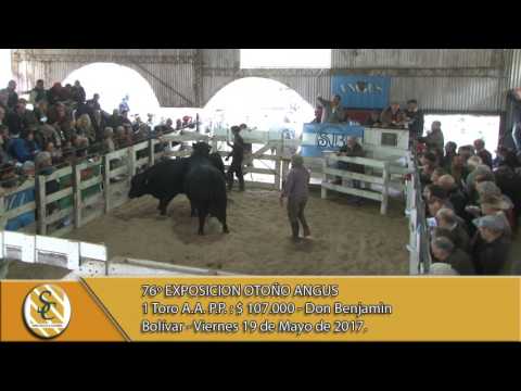 19-05-17 Venta de Toros A.A.P.P. - Exposición Angus de Otoño - Bolivar