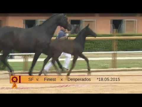 KN 16 SF v. Finest - Desperados