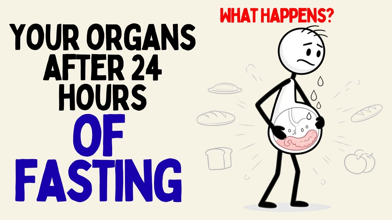 What Happens to Your Organs If You Fast for 24 Hours? (Science Explained)