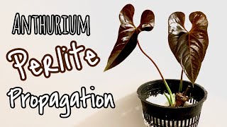 My FAVORITE Method! Anthurium Perlite Propagation