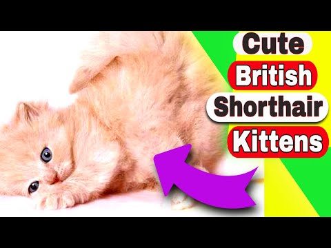 How much is a British Shorthair kitten? British Shorthair Kittens