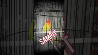 Download lagu Sampit Lovebird Konslet Terbaik mp3
