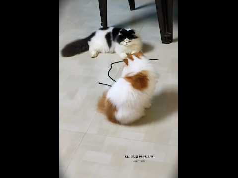 Tanveer Persians Stud Boyz 🔥 #cats #persiancat #shortvideo #catlover #catshorts #tanveerpersians