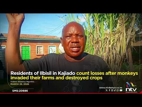 Residents of Ilbisil in Kajiado count losses after monkeys invaded their farms and destroyed crops