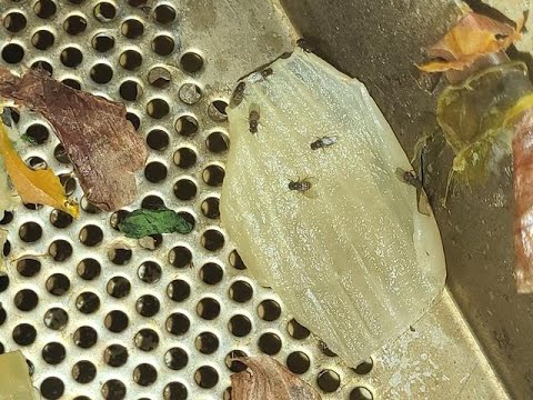 Tips to Prevent Fruit Flies and Drain Flies