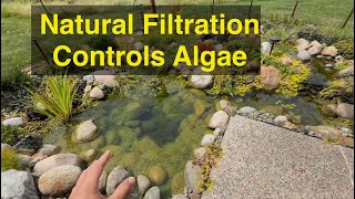 The Algae in my Garden Pond is Finally Under Control