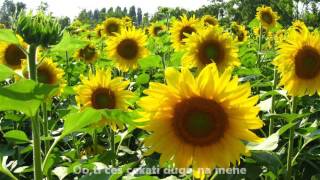 I&#39;m Not In Love - Dennis Englewood (Serbian subtitles)