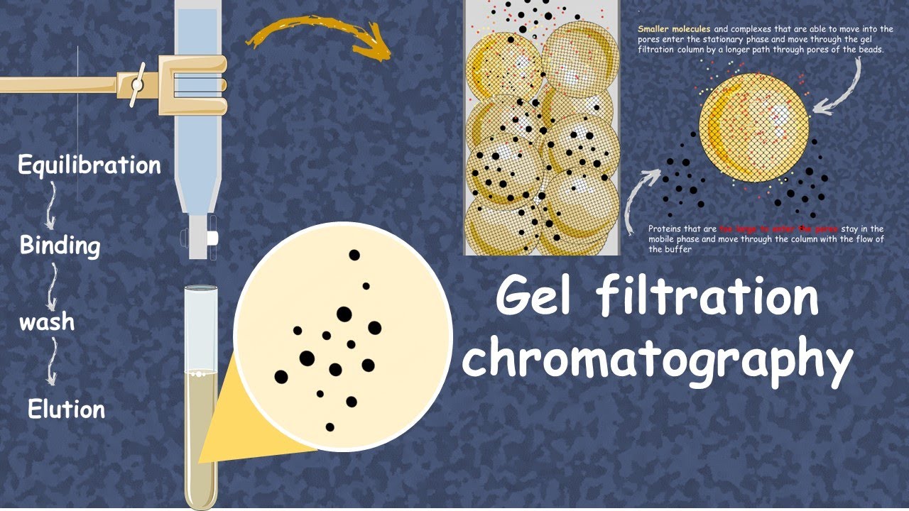 Gel filtration chromatography in 5 minutes | Size Exclusion Chromatography | Lab Procedure