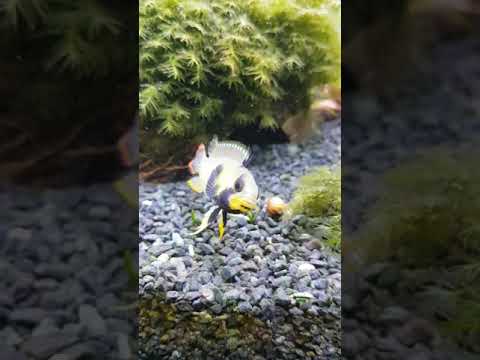 Apistogramma Panduro