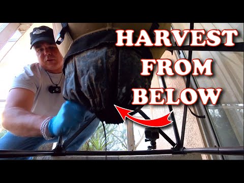 Amazing Castings & Epic Re-feeding! Urban Worm Bag Harvest | Vermicompost Worm Farm