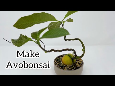 Making bonsai from avocado | Làm cây cảnh từ quả bơ🥑|