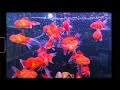 A S Aquarium Arshil Ahade Song Mind Relaxing What S App Status Malayalam Santhosh Travel Life