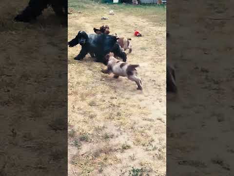 Perros Cocker Spaniel Inglés en venta