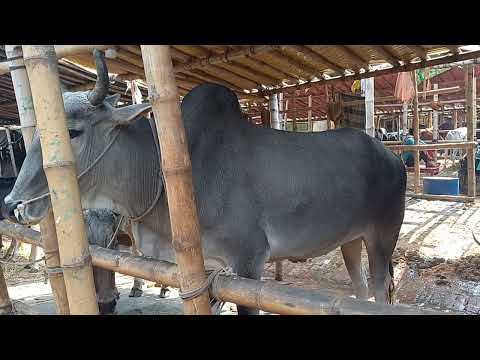 American Ranchers Raise 30,1 Million Beef Cattle This Way - American Cow Farm