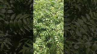 Download lagu Raja raja cholan song🕺#youtubeshorts #shortsfeed #ilayaraja #music #spnimalofficial #trending mp3