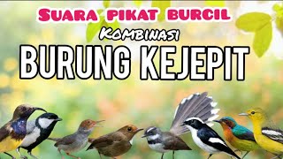 Download lagu Suara Pikat Bucil kombinasi burung kejepit mp3
