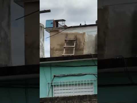 Captura # 14 para esta paloma