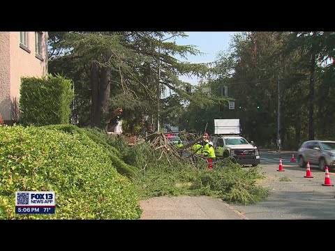 17-year-old taken to the hospital after tree limb falls on her | FOX 13 Seattle