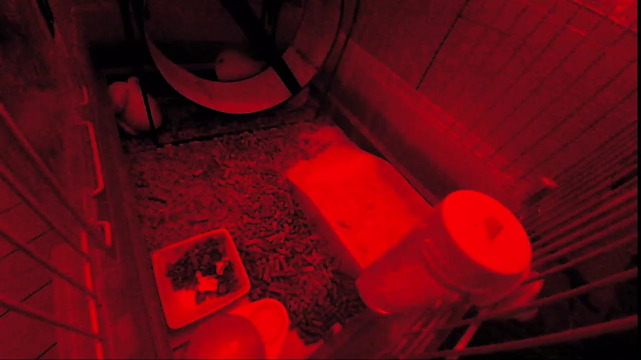 Hedgehog　Camera test　20190619