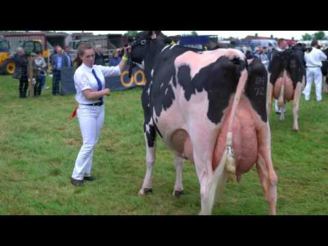 2017 Ayr Show.Holstein Championship.Boclair Gold Barbara 2. 4K Video