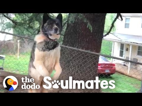 Woman Never Stops Trying To Rescue Sweet Dog Chained To A Tree | The Dodo Soulmates