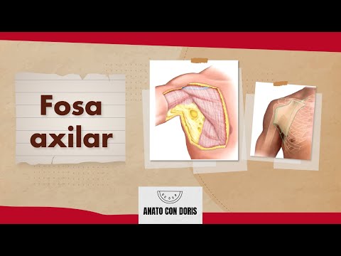 Fosa AXILAR| TODO lo que tenés que SABER