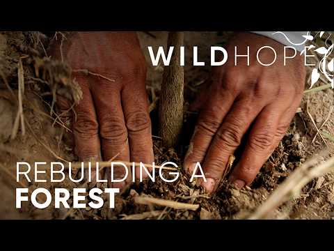 How Local Communities Are Restoring Brazil's Atlantic Rainforest | WILD HOPE