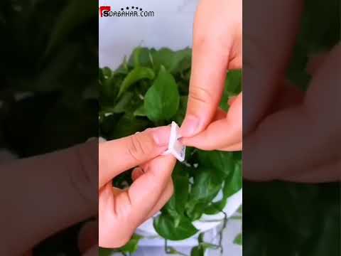 30pcs Wall Plant Climbing Clip Widely Used For Holding Plants And Poultry Purposes And All.