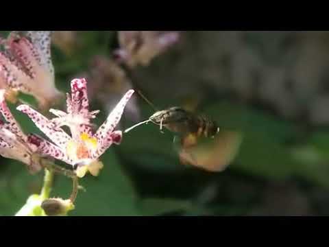 ホシホウジャクの吸蜜