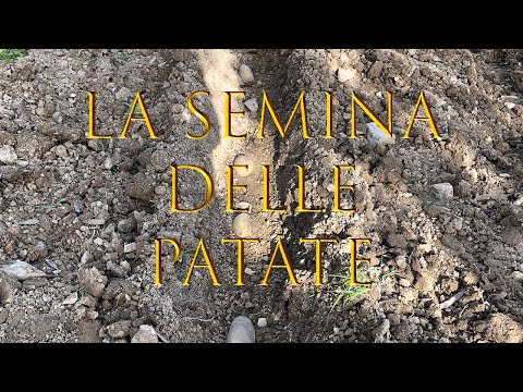 , title : 'La Semina delle Patate (Fresatura + Messa a Dimora) - Planting Potatoes (Milling + Settling)'