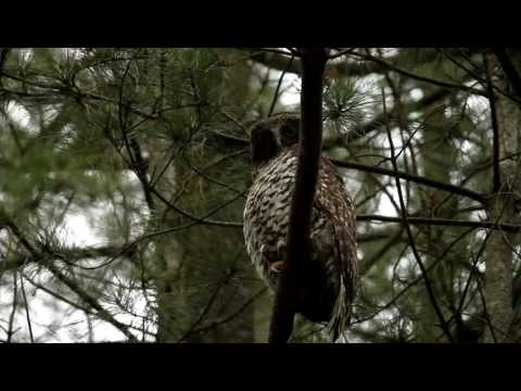 Canon 500D HD video with Canon 100-400mm on full zoom Powerful Owl