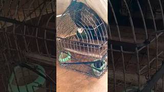 Download lagu Suara Pikat Kristal Merpati Hutan#merpati #shortsvideo mp3